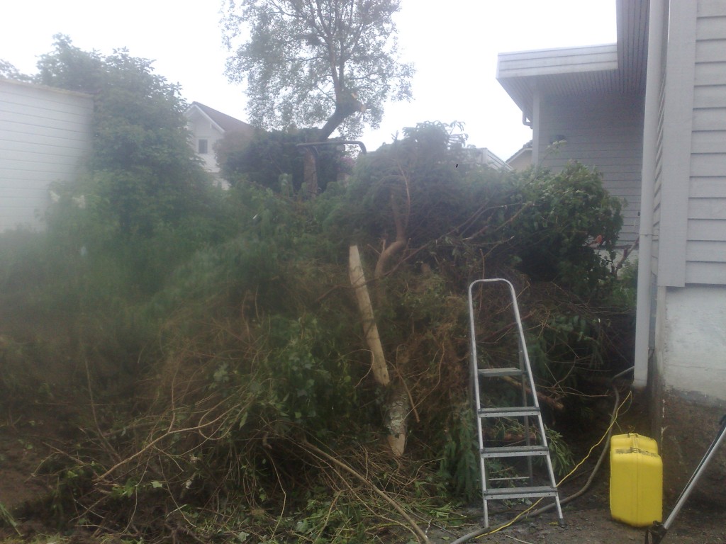 hage full av treer og rot