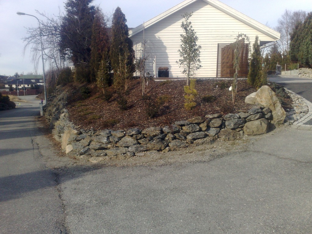 bilde av ferdigplantet treer i skråning