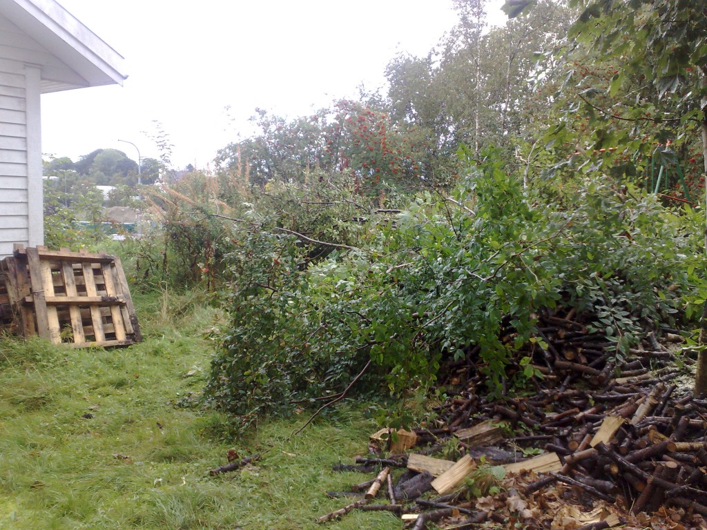 rotete bakgård hvor ugress har tatt over